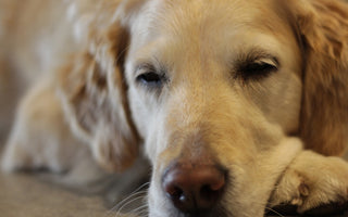 5 Signs Your Dog Needs an Orthopaedic Bed for a Healthy Night's Sleep