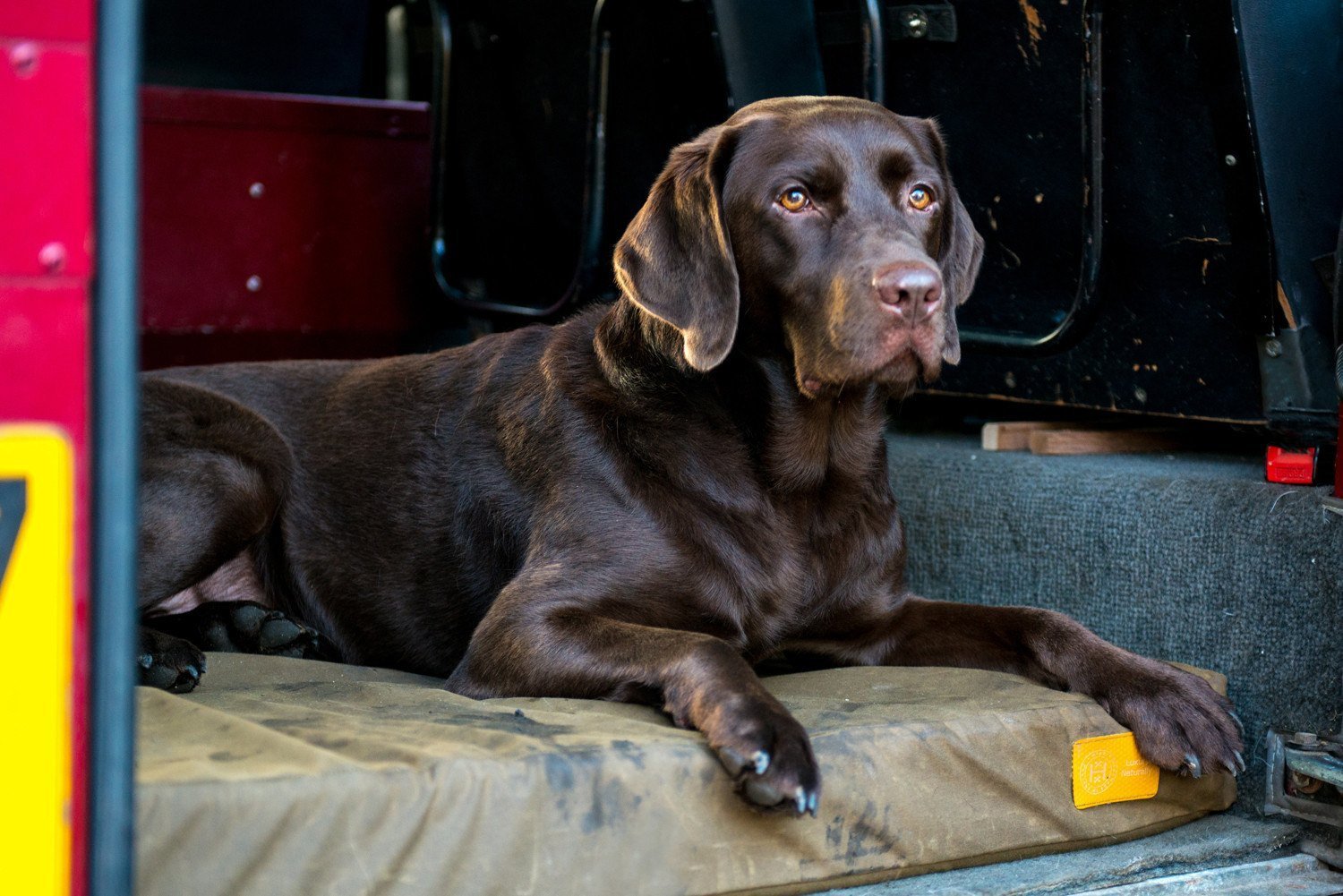 Chocolate Labrador on English waxed cotton Wild Rover natural dog bed.
