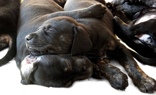 Building a Strong Foundation:                            Why Your Pup Needs an Orthopaedic Dog Bed