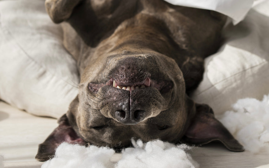 Why Do Dogs Chew Beds?