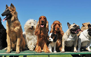 Collection of dogs in a row. 