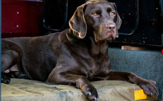 Chocolate Labrador in back of Defender on a natural dog bed. 