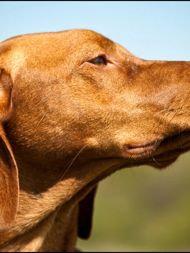Vizsla looking noble