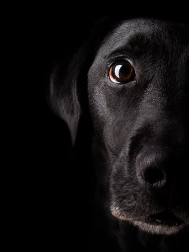 Black Labrador looking at the viewer
