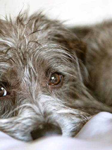 Puppy lying on natural and luxurious dog bed. 