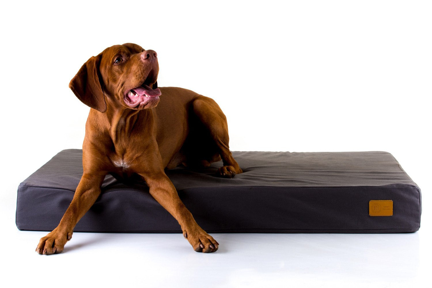 Vizsla on Charcoal Hixx Classic Natural Dog Bed made in Britain. 