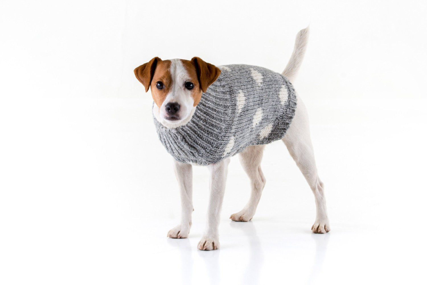Jack Russell dog wearing a Yak wool Spotty jumper