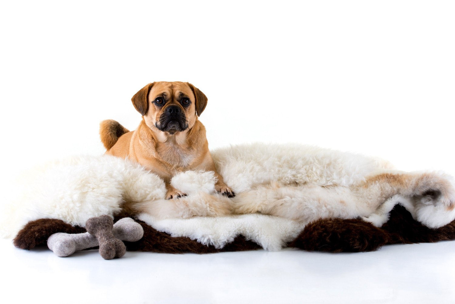 Pug on top of a selection of British luxury sheepskins.