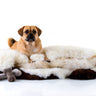 Pug on top of a selection of British luxury sheepskins.